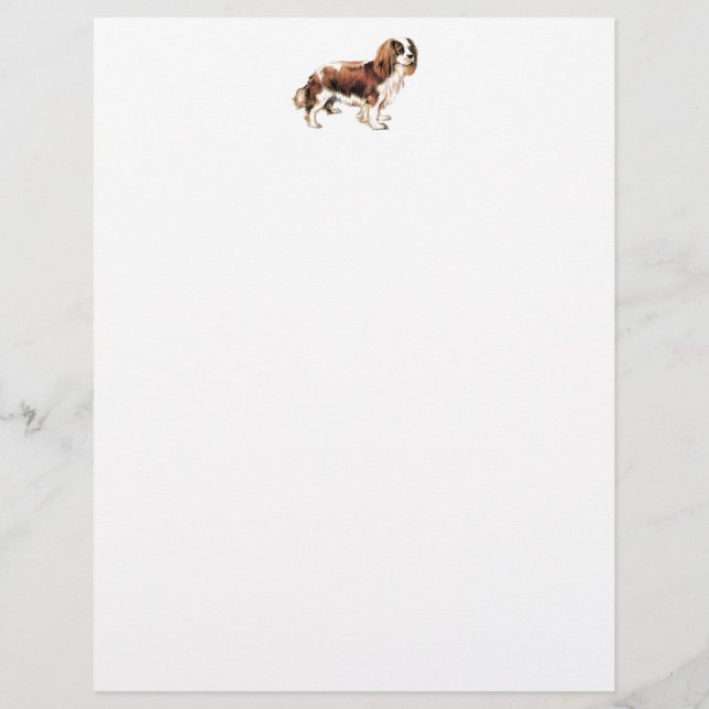 Cavalier King Charles Spaniel (Voorkant)