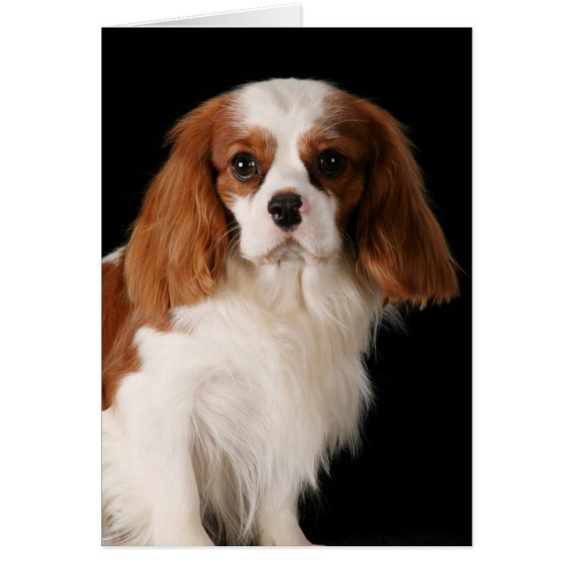 Cavalier King Charles Spaniel (Voorkant)