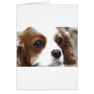 Cavalier King Charles Spaniel