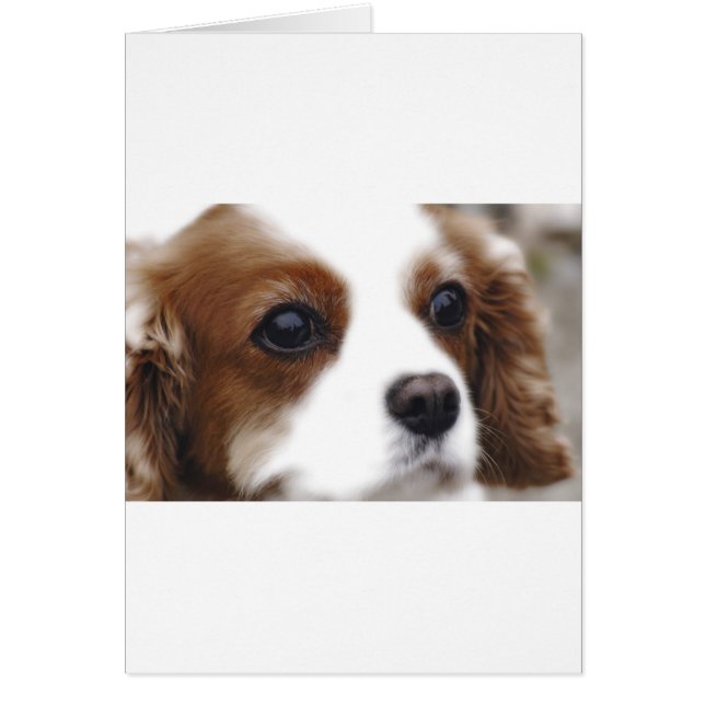 Cavalier King Charles Spaniel (Voorkant)