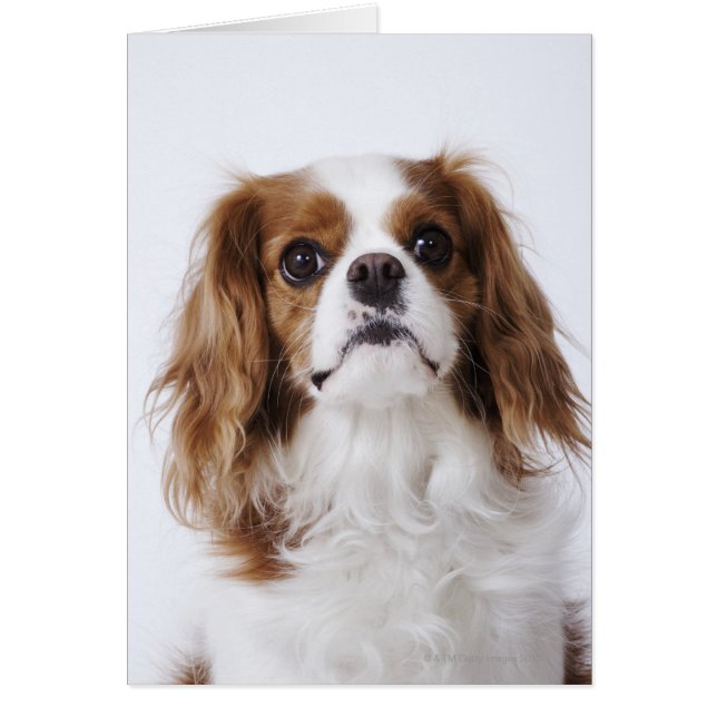 Cavalier King Charles Spaniel (Voorkant)