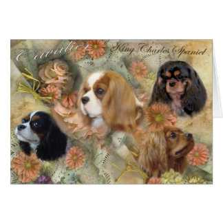 Cavalier King Charles Spaniel