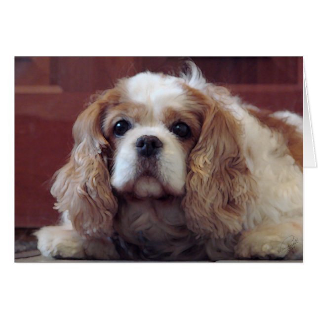 Cavalier King Charles Spaniel (Voorkant Horizontaal)
