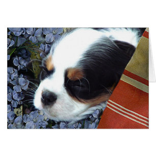 Cavalier King Charles Spaniel