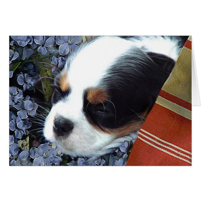 Cavalier King Charles Spaniel (Voorkant Horizontaal)