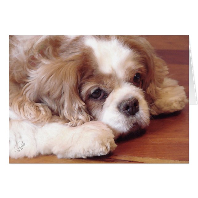 Cavalier King Charles Spaniel (Voorkant Horizontaal)