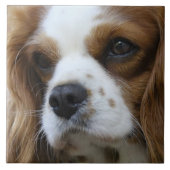 Cavalier King Charles Spaniel 2 Pet Love Tegeltje (Voorkant)