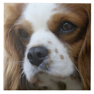 Cavalier King Charles Spaniel 2 Pet Love Tegeltje