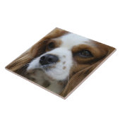 Cavalier King Charles Spaniel 2 Pet Love Tegeltje (Zijkant)