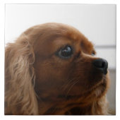 Cavalier King Charles Spaniel 3 Pet Love Tegeltje (Voorkant)