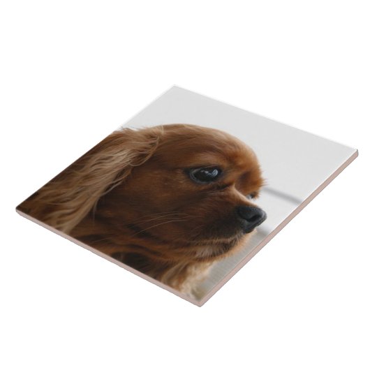 Cavalier King Charles Spaniel 3 Pet Love Tegeltje (Zijkant)