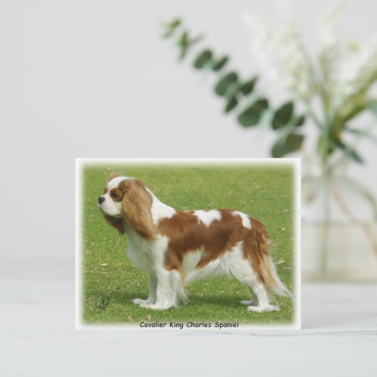 Cavalier King Charles Spaniel 9J001D-06 Briefkaart (Staand voorkant)