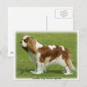 Cavalier King Charles Spaniel 9J001D-06 Briefkaart (Voorkant / Achterkant)