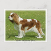 Cavalier King Charles Spaniel 9J001D-06 Briefkaart (Voorkant)