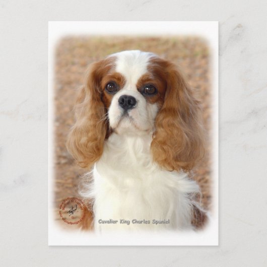 Cavalier King Charles Spaniel 9L005D-08 Briefkaart (Voorkant)