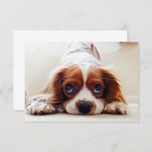 Cavalier King Charles Spaniel Bedankkaart (Voorkant / Achterkant)