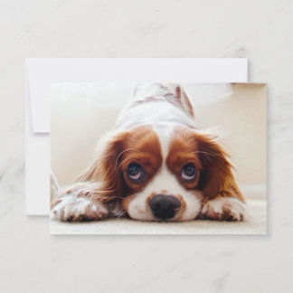 Cavalier King Charles Spaniel Bedankkaart