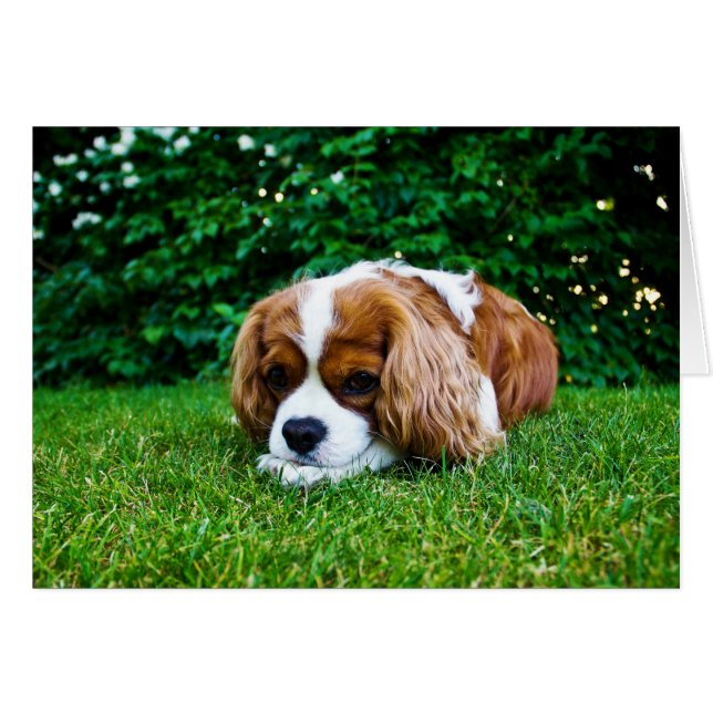 Cavalier King Charles Spaniel Blenheim in Grass (Voorkant Horizontaal)