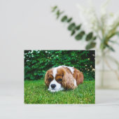 Cavalier King Charles Spaniel Blenheim in Grass Briefkaart (Staand voorkant)