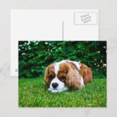 Cavalier King Charles Spaniel Blenheim in Grass Briefkaart (Voorkant / Achterkant)