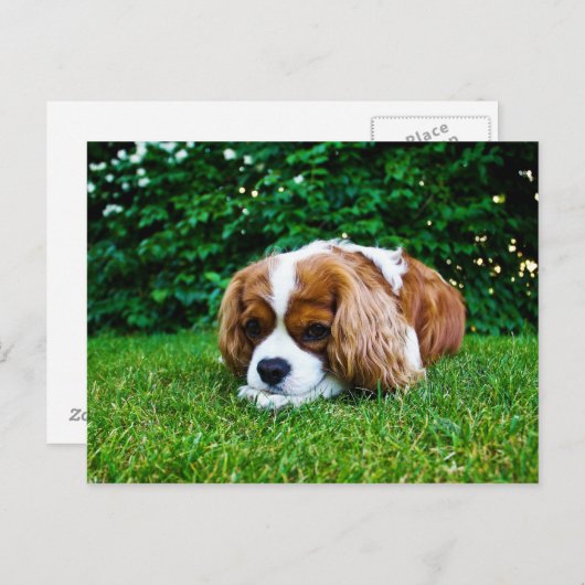 Cavalier King Charles Spaniel Blenheim in Grass Briefkaart (Voorkant / Achterkant)