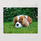 Cavalier King Charles Spaniel Blenheim in Grass Briefkaart (Voorkant)