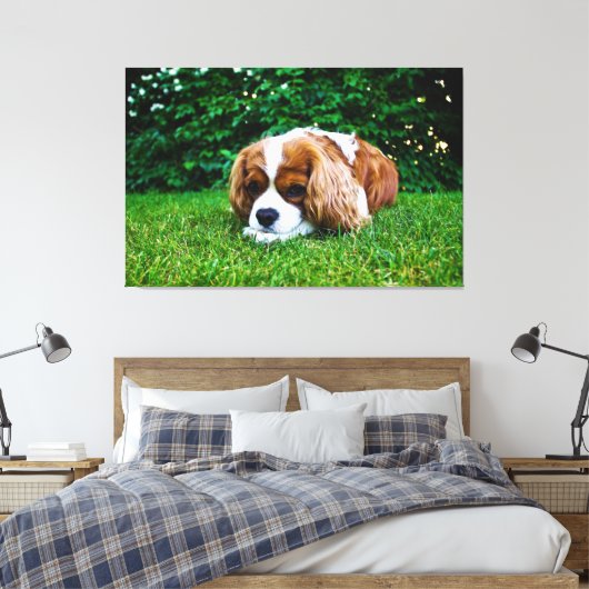Cavalier King Charles Spaniel Blenheim in Grass Canvas Afdruk (Insitu (Slaapkamer))