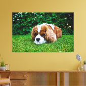 Cavalier King Charles Spaniel Blenheim in Grass Canvas Afdruk (Insitu (Woonkamer))