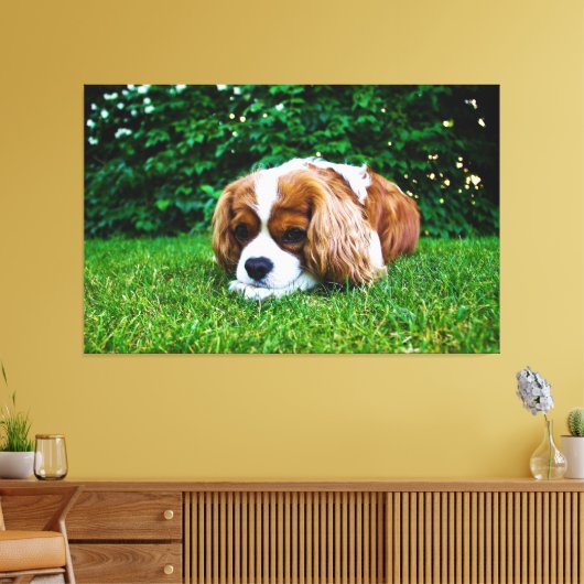 Cavalier King Charles Spaniel Blenheim in Grass Canvas Afdruk (Insitu (Woonkamer))
