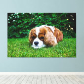 Cavalier King Charles Spaniel Blenheim in Grass Canvas Afdruk (Insitu (Houten vloer))