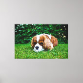 Cavalier King Charles Spaniel Blenheim in Grass Canvas Afdruk (Voorkant)