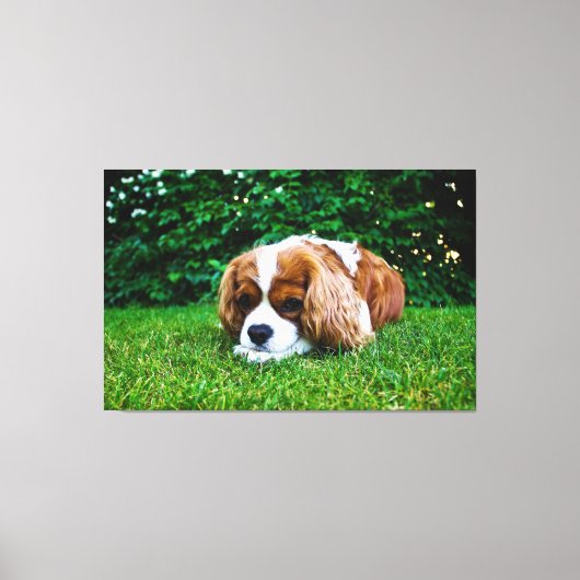 Cavalier King Charles Spaniel Blenheim in Grass Canvas Afdruk (Voorkant)
