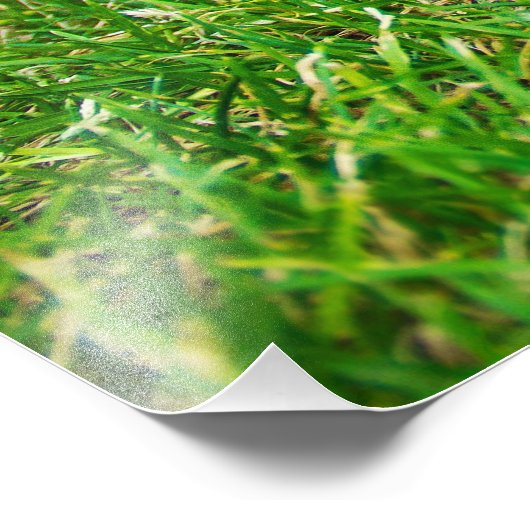 Cavalier King Charles Spaniel Blenheim in Grass Foto Afdruk (Hoek)