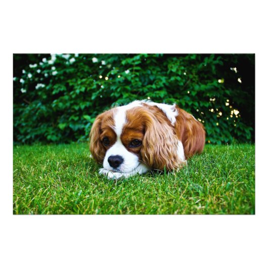 Cavalier King Charles Spaniel Blenheim in Grass Foto Afdruk (Voorkant)
