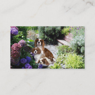 Cavalier King Charles Spaniel Breede Visitekaartje