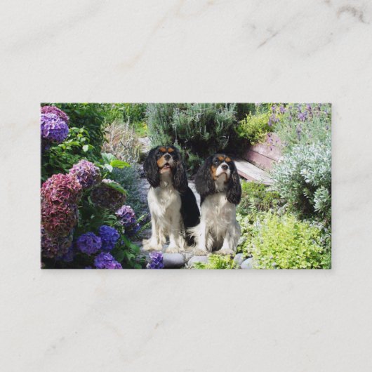 Cavalier King Charles Spaniel Breede Visitekaartje (Voorkant)