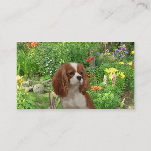 Cavalier King Charles Spaniel Breeder Business Car Visitekaartje (Voorkant)