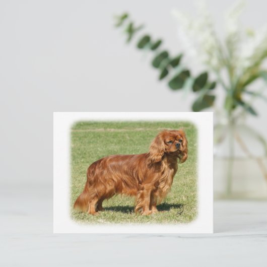 Cavalier King Charles Spaniel Briefkaart (Staand voorkant)