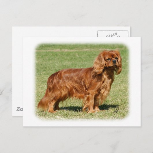 Cavalier King Charles Spaniel Briefkaart (Voorkant / Achterkant)