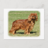 Cavalier King Charles Spaniel Briefkaart (Voorkant)