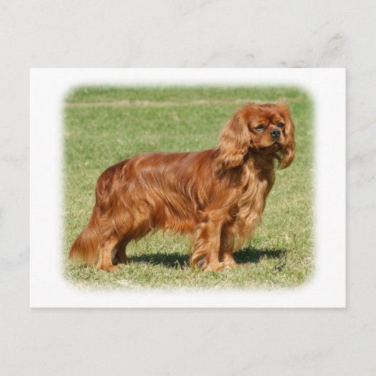 Cavalier King Charles Spaniel Briefkaart (Voorkant)