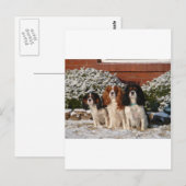 Cavalier King Charles Spaniel Briefkaart (Voorkant / Achterkant)