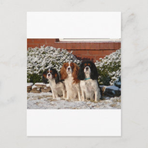 Cavalier King Charles Spaniel Briefkaart