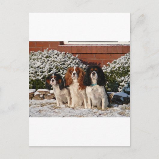 Cavalier King Charles Spaniel Briefkaart (Voorkant)