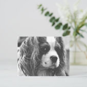 Cavalier King Charles Spaniel Briefkaart (Staand voorkant)