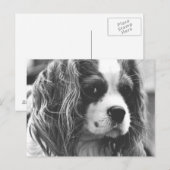 Cavalier King Charles Spaniel Briefkaart (Voorkant / Achterkant)