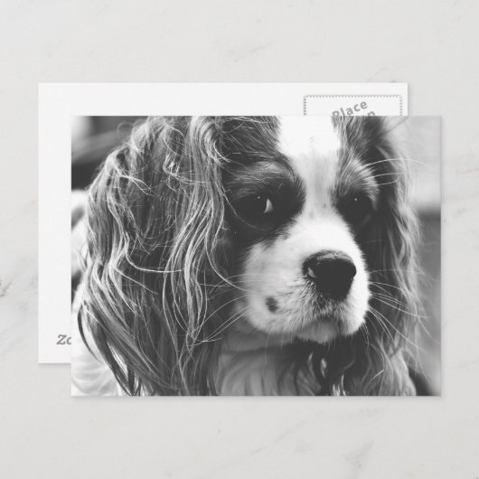 Cavalier King Charles Spaniel Briefkaart (Voorkant / Achterkant)