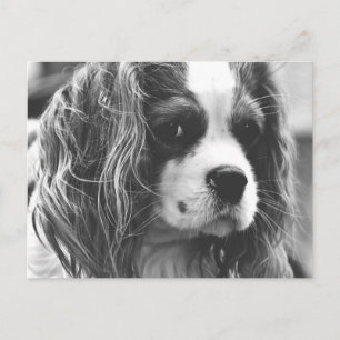 Cavalier King Charles Spaniel Briefkaart