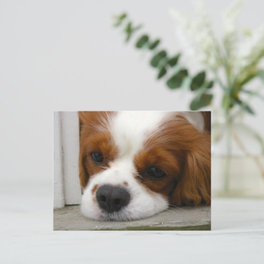 Cavalier King Charles Spaniel Briefkaart (Staand voorkant)