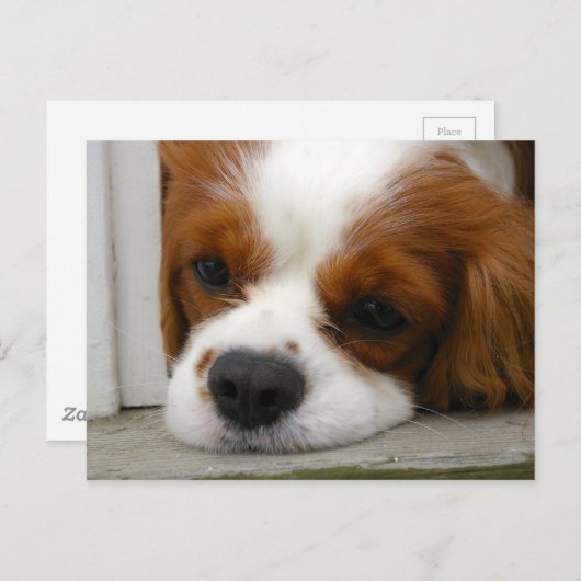 Cavalier King Charles Spaniel Briefkaart (Voorkant / Achterkant)